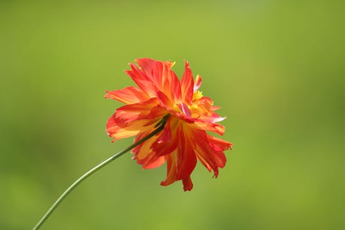 給愛(ài)的人的元旦祝福語(yǔ)
