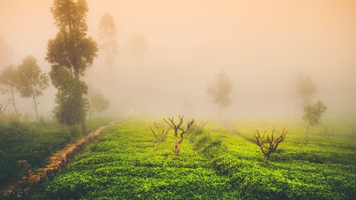 精選運動(dòng)會(huì )日記范文九篇