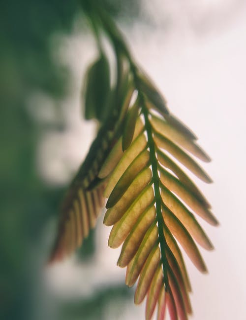 形容重陽(yáng)節的祝福語(yǔ)句精選