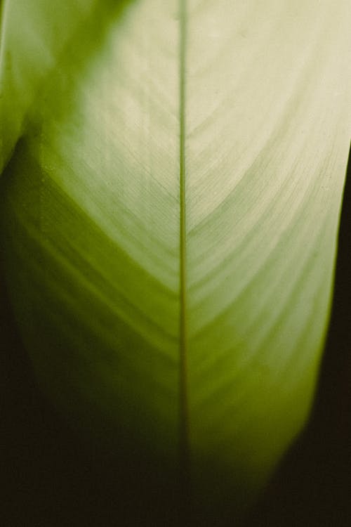 【實(shí)用】運動(dòng)會(huì )日記范文5篇