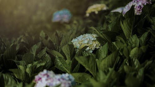 護(hù)花危情經(jīng)典臺詞