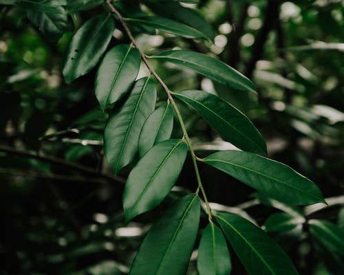 鳳飛于林重生之浴火凰妃小說(shuō)重生林茵羽北彧章節閱讀