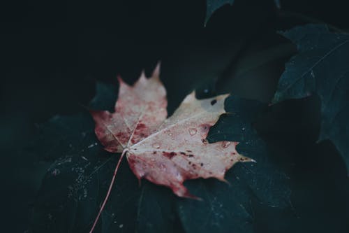逆襲豪門(mén)龍主小說(shuō)主角趙雙全完整版閱讀