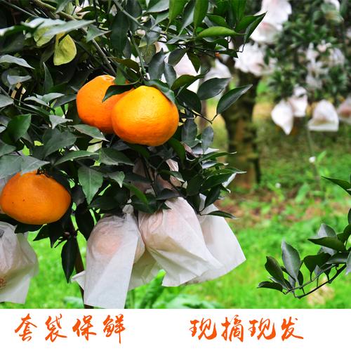 四川耙耙柑成為女性消費者最愛的農(nóng)特產(chǎn)，農(nóng)特產(chǎn)為什么在電商平臺這么火？