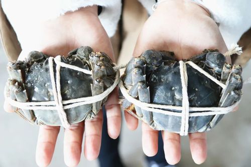 螃蟹幾乎年年火爆，為什么今年卻滯銷了？
