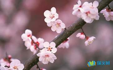 春到桃花塢-隨筆散文