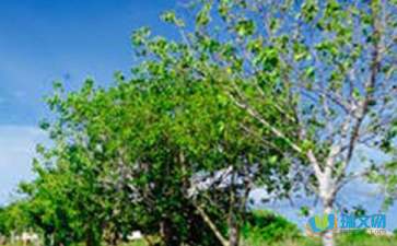 遠(yuǎn)處是風(fēng)景，近處是人生