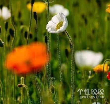 唯美古風(fēng)小清新的經(jīng)典說說（56條）