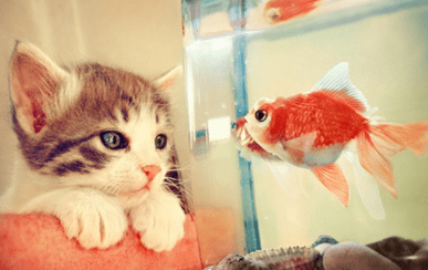 一見鐘情不過是笑話 再美的夢也有蘇醒的一天