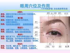 眼睛的基礎解剖知識