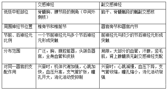 醫學(xué)基礎知識神經(jīng)