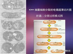 微生物,基礎知識,培訓,衛生學(xué)