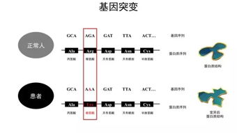 基因方面的基礎知識