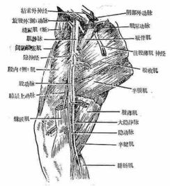 動(dòng)物實(shí)驗的基礎知識