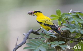 鳥(niǎo)類(lèi)分類(lèi)基礎(chǔ)知識(shí)