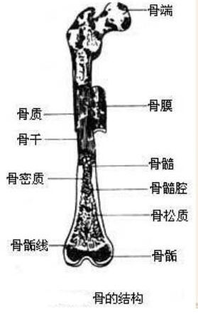 基礎(chǔ)醫(yī)學(xué)知識解剖學(xué)神經(jīng)系統(tǒng),基礎(chǔ)醫(yī)學(xué)概論解剖學(xué)部分,基礎(chǔ)醫(yī)學(xué)解剖學(xué)研究生畢業(yè)干嘛