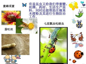 昆蟲(chóng)的基礎知識