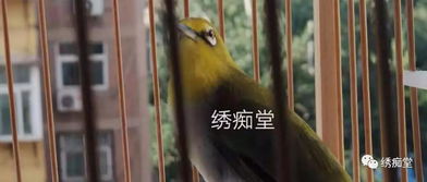 新手養鳥(niǎo)基礎知識最簡(jiǎn)