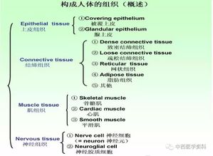 人體解剖學(xué)基礎知識問(wèn)答
