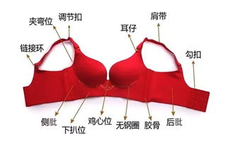 文胸的基礎知識