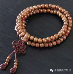 星月菩提基礎知識