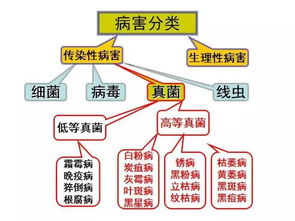 細菌真菌和病毒基礎知識
