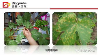 病蟲(chóng)害,作物,基礎知識