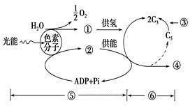 細胞呼吸基礎知識