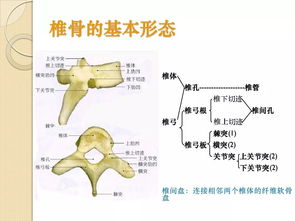 骨相關(guān)的基礎知識